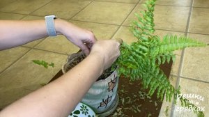 Папоротник сохнет и осыпается Как спасти