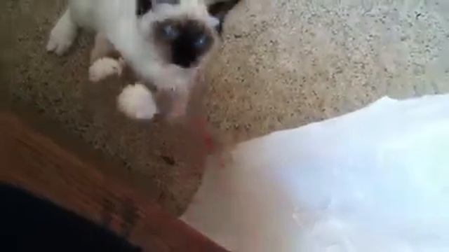 18 week old seal mitted ragdoll playing смотреть онлайн