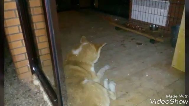 Какую хочу я собаку? смотреть онлайн