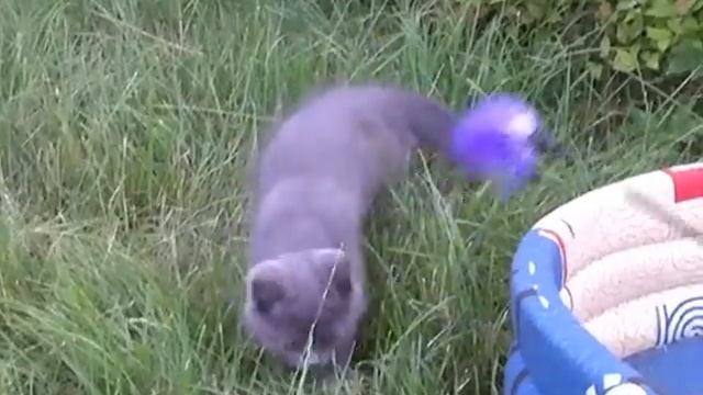 Британский котенок голубого окраса\British Shorthair Blue Kitten.