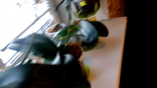 Йоркширский терьер/ Самая Умная порода собак(14)