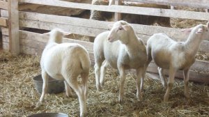 ВАКЦИНАЦИЯ ЯГНЯТ