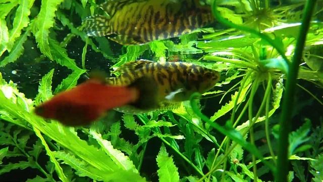 Самец золотого гурами смотреть онлайн