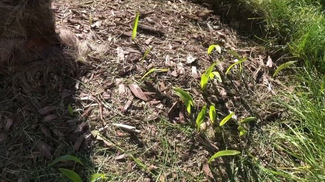 Trachycarpus fortunei review (the Windmill Palm tree) смотреть онлайн