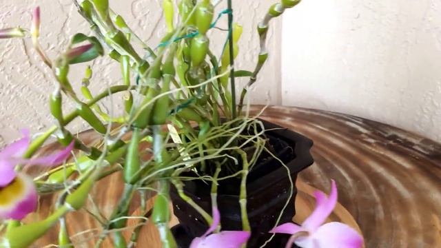 Dendrobium Findlayanum And Nobile