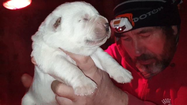 питомник АЗ Марал Ульяновск щенки на продажу 89278137957 смотреть онлайн