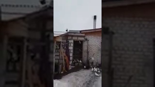 Голуби нижнего Новгорода смотреть онлайн
