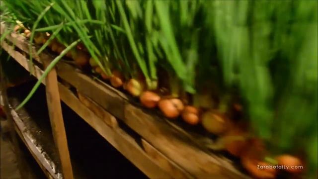 Лук на выгонку из Крыма смотреть онлайн