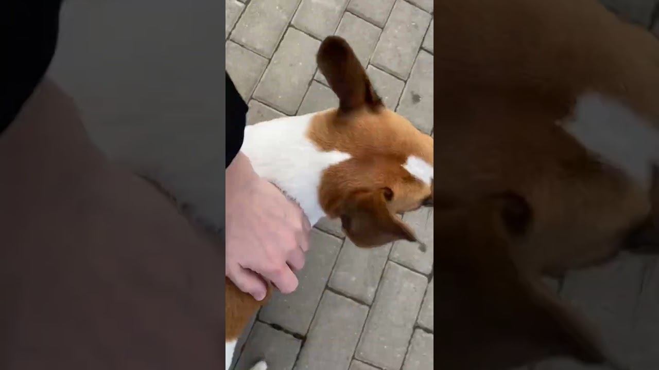 ЛЮБИМАЯ СОБАКА смотреть онлайн