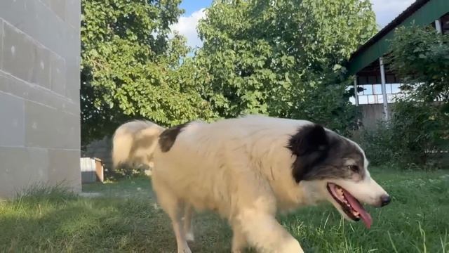Grandma Butchering a Young Lamb and Cooking Simit, and Cherry Jam смотреть онлайн