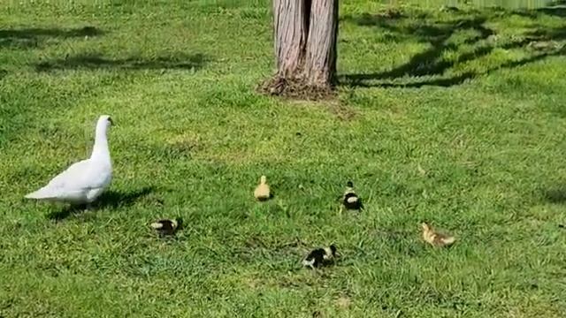 Сочи,26марта2023г.Орнитолог.парк.Вчера эта уточка с детьми бегала от гусей.Может они причастны.. смотреть онлайн
