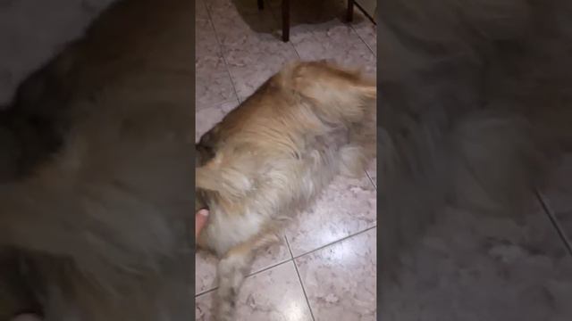 Неповторимые штудии