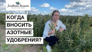 Когда вносить азотные удобрения для голубики?