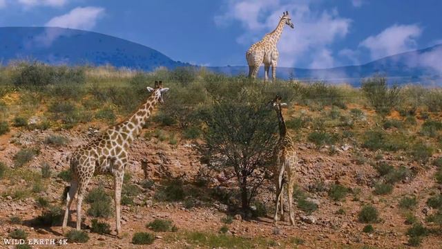4K African Wildlife: Tanzania & Serengeti 4K - Scenic Wildlife Film With African Music смотреть онлайн