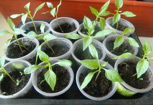 Не погубите рассаду перца после пикировки выставляя ее на солнечный подоконник ☝️☝️☝️