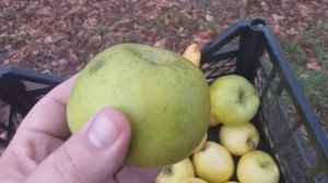 Дегустация и обзор яблонь Джумбо Помм, Ред Чемпион, Райка, Ренет Кубанский, Минкар и груша Амфора.