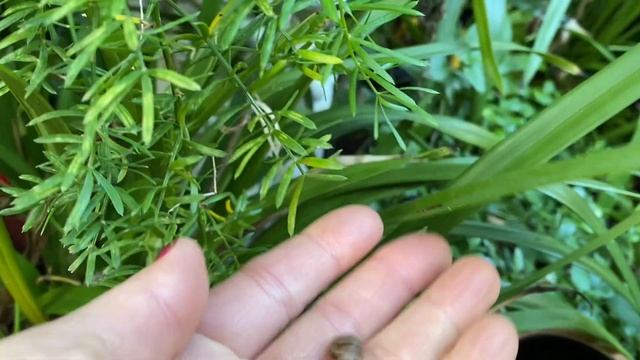 Георгины СЕМЕНА Цимбидиум БУТОНЫ и ЦВЕТОНОСЫ Осенью.  Dahlia Seeds . Cymbidium London