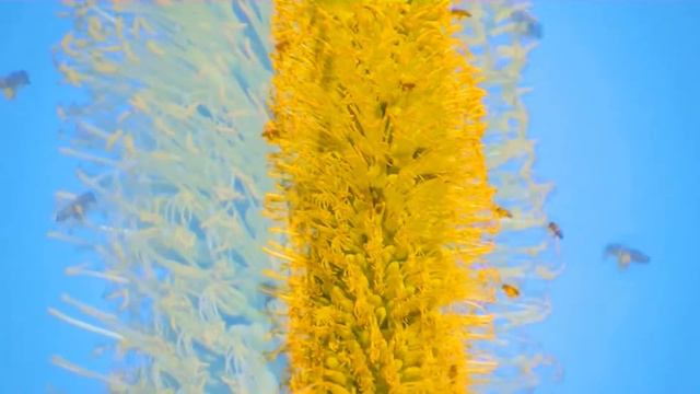 Agave Bees смотреть онлайн