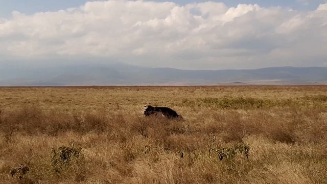 Брачный танец страусов в парке Нгоронгоро смотреть онлайн