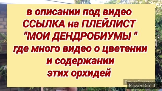Шикарное цветение ОРХИДЕЙ. ОРХИДЕИ в сентябре: Неостилис, Дендробиум, Фаленопсис и другие. смотреть онлайн