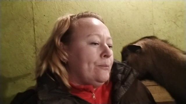 Морозное утро//Можно ли определить беременность у козы??? смотреть онлайн