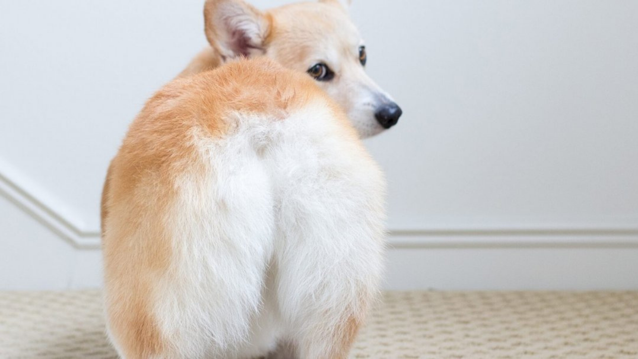 ТОП 10 видео с лаем собак
Смешные собаки смотреть онлайн