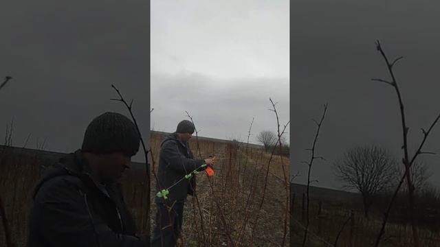 Малина Глен Ємпел подвязка весной смотреть онлайн