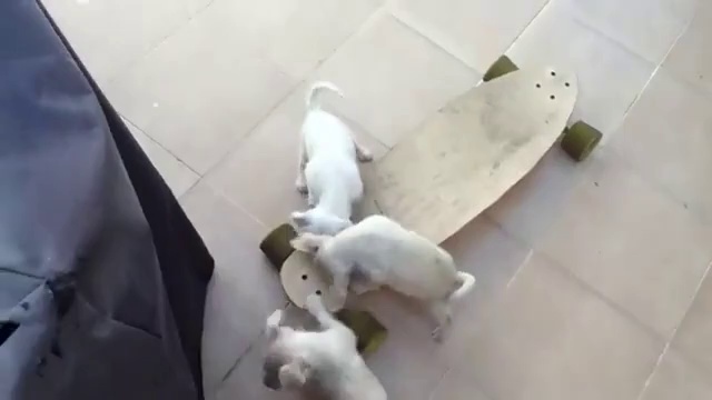 Щенки играются со скейтом смотреть онлайн