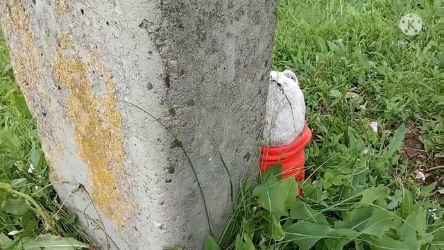 Летний день Басика.?️? смотреть онлайн
