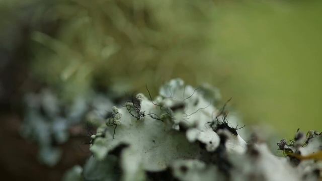 Horton Plains National Park | Sri Lanka смотреть онлайн
