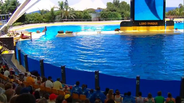 Orca Ocean - Loro Parque (Tenerife) смотреть онлайн