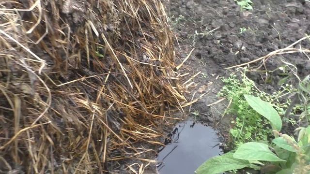 Мучнистая роса на винограде Простой и эффективный способ борьбы смотреть онлайн