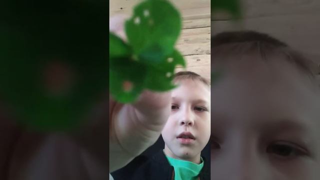 ШОК!!!!!!! Я НАШЁЛ 4 ЛИСТНЫЙ КЛЕВЕР!!!!!! смотреть онлайн