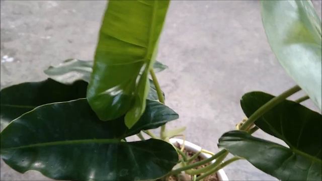 Types of Calathea & Philodendron - Calathea & Philodendron Plants Varieties with Names смотреть онлайн