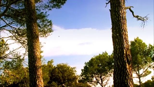 Minuscule S01E44 Cicada do brazil смотреть онлайн