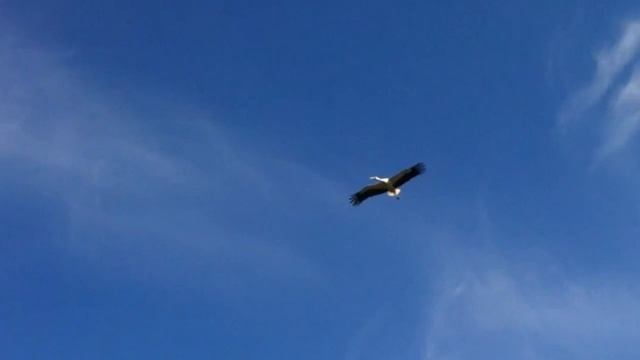 Полет Аиста (#KarlssonStork II) смотреть онлайн