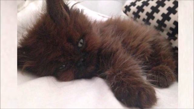 Девушка подобрала котёнка с ДЕФЕКТОМ, и даже не подозревала, В КОГО ОН ПРЕВРАТИТСЯ смотреть онлайн