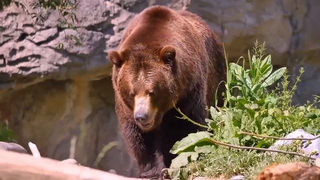 Пока мерзавцы решали судьбу малютки в лесу, сзади незаметно подкралась ОНА! смотреть онлайн