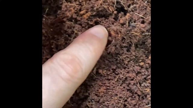 Grow Cardboard Palms* From Seed! (zamia Furfuracea)