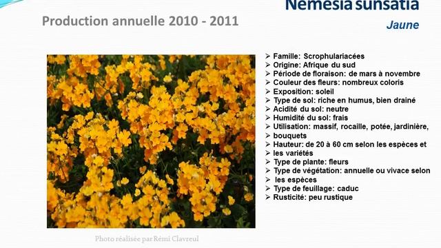 conseils jardinage :Nemesia sunsatia Jaune: fiche technique plante annuelle смотреть онлайн