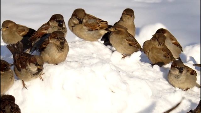 Забота о птицах фрагмент смотреть онлайн