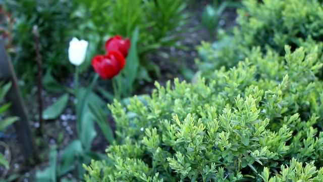 Planter des tulipes: quand, comment, dans quel sol. Varietes . Secrets - Maison et Jardin, Alexandr смотреть онлайн