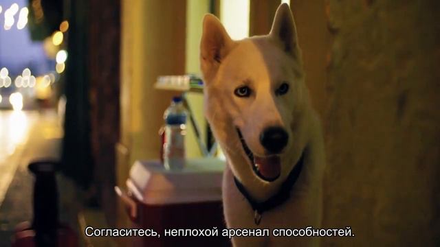 10 самых умных животных смотреть онлайн