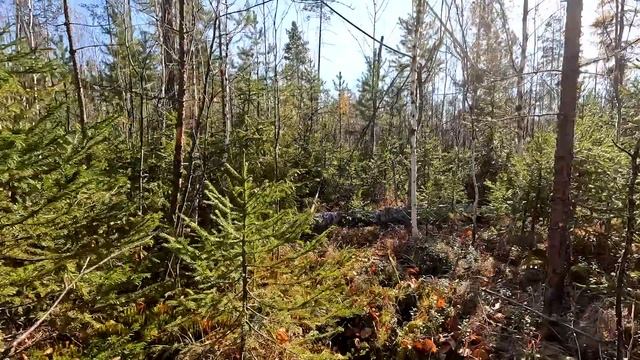 Охота на медведя 2022 @Vjzkii смотреть онлайн