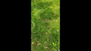 Что стало с газонокосилкой Gardena 36E за 10 лет.