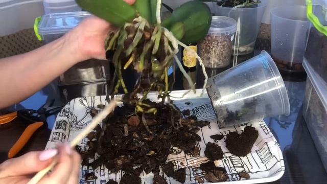 Пересадка Орхидей часть 1 (4 орхидеи достаём из посадки чистим корни) смотреть онлайн