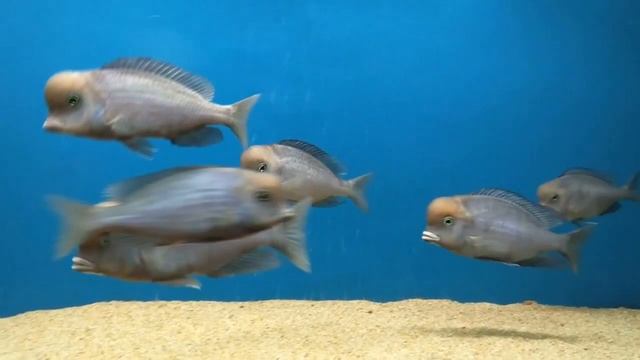 Голубой Дельфин (Cyrtocara Moorii) / Blue Dolphin