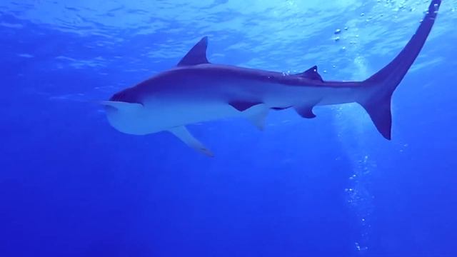 Great day diving @biminibiggameclub смотреть онлайн