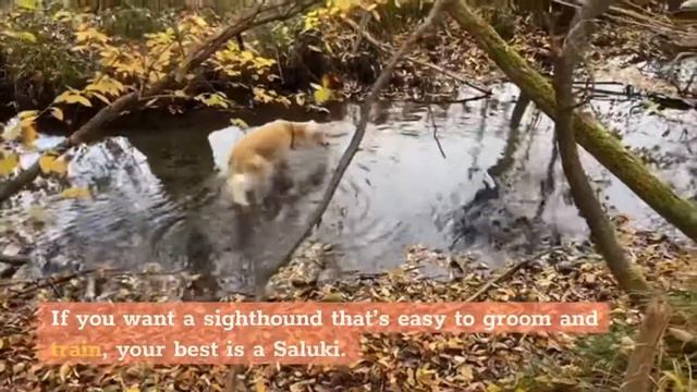 Top 6 Sighthound Dog Breeds You Must See смотреть онлайн