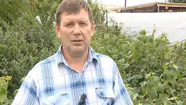 "Во саду ли, в огороде". Готовим плодовые деревья, кустарники и цветы к зиме смотреть онлайн